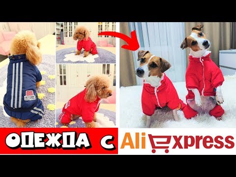 Видео: ОДЕЖДА ДЛЯ СОБАК С AliExpress | КАК ПОДОБРАТЬ ОДЕЖДУ СОБАКЕ В ИНТЕРНЕТ МАГАЗИНЕ