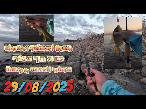 Видео: 4K 29/08/2025 Kinneret Кинерет כנרת рыбалка fishing pesca דיג Tsinbari Beach пляж Цинбари חוף צינברי