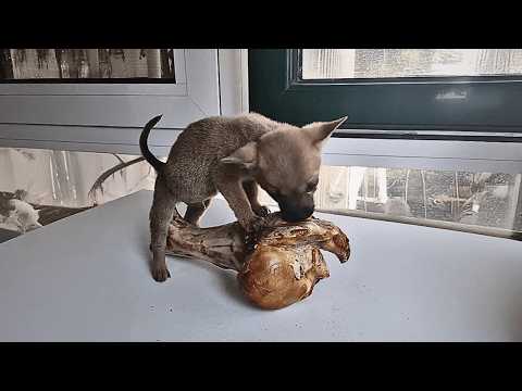 Видео: Маленький пёсик спрятался у моих ног в поисках защиты, а дома я поняла, что он настоящий «обжора»!