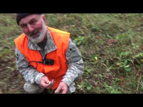 Видео: В загоне с Андреевичем и новый кобель на вязках.