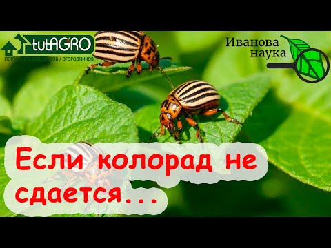 Видео: 100 % способ уничтожить колорадского жука. Даже если другие варианты не сработали. Этот надёжный!