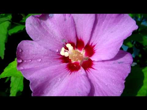 Видео: ГИБИСКУС СИРИЙСКИЙ! Посев и пикировка!