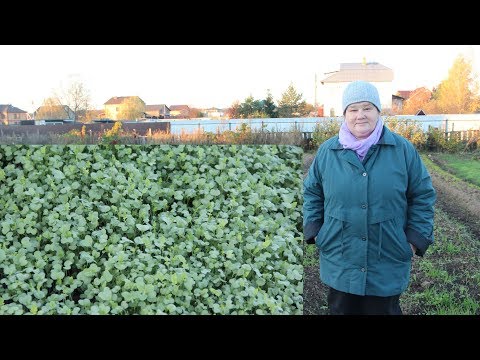 Видео: Как Использовать Сидераты Эффективно и Экономно.