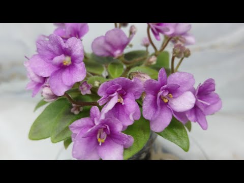 Видео: Мои фиалочки в декабре.