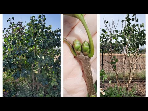 Видео: ОБРЕЗКА СИРЕНИ ОСЕНЬЮ. ПОРОСЛЬ 22.09.2024