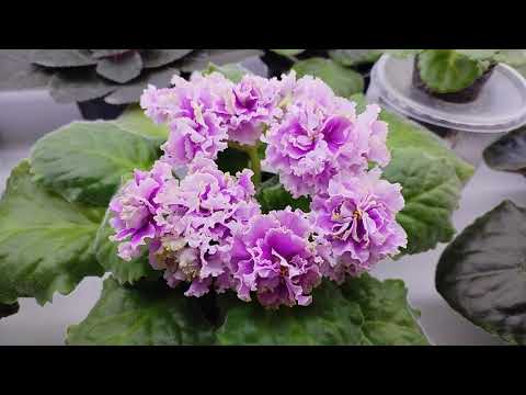 Видео: 2 ноября 2025 г.