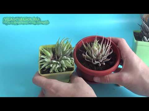 Видео: Суккулент Хавортия  Размножение