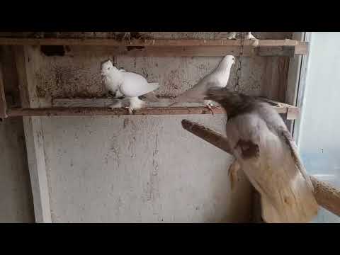 Видео: 13 ноября 2025 г.