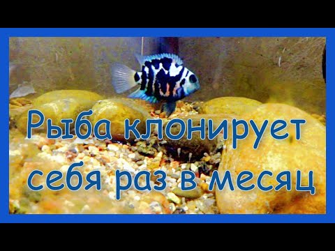Видео: Голубой тигровый попугай в аквариуме. Рыба нерестится каждый месяц. Разведение попугаев.