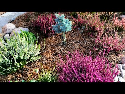 Видео: 🌿ВЕРЕСКИ🌿в моём цветнике🌿особенности выращивания 🌿