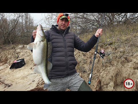 Видео: Кожен Заброс Крупний Судак ⚡ Підгледів проводку у місцевих