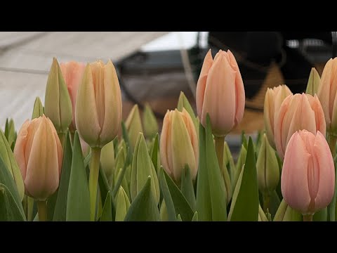 Видео: 30.01.25 Огляд тюльпанів до 14 лютого🌷 Вигонка тюльпанів🌷 теплиця Черкаси🏡
