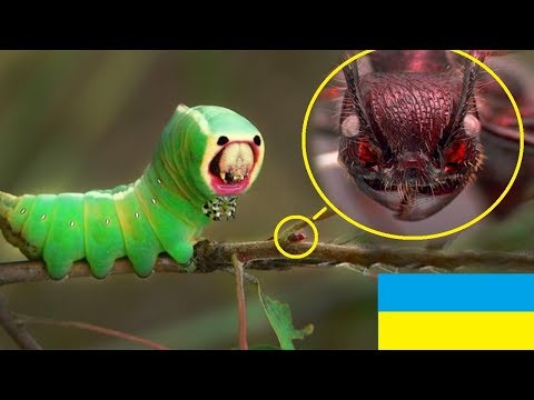 Видео: КОМАХИ ЗБЛИЗЬКА - СТРАШНО І ЦІКАВО