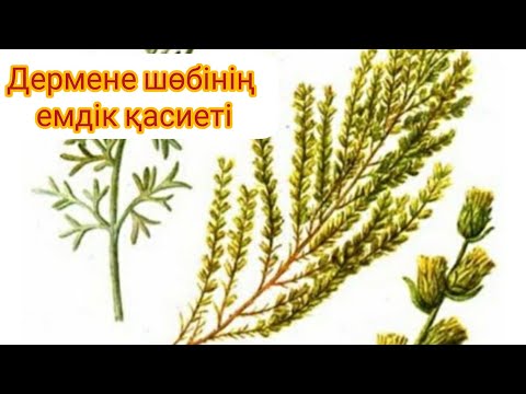 Видео: Дермене- дәрілік шөптің төресі. Дермененің емдік қасиеті. Біз білмейтін емдік құпиясы