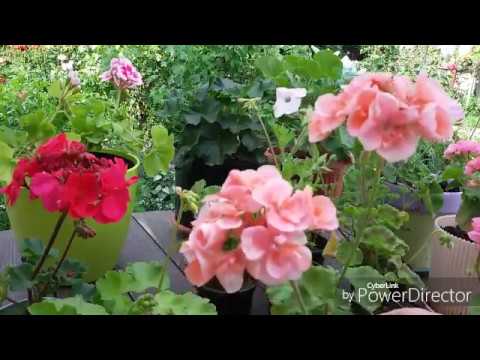 Видео: Пеларгония. Начало цветения сформированных кустиков.
