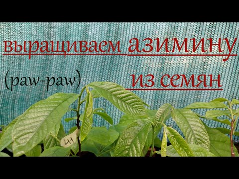 Видео: Стратификация и проращивание семян азимины.