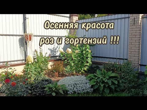 Видео: Обзор гортензий и роз в сентябре!