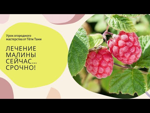 Видео: Лечение малины сейчас. Срочно!