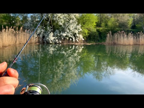 Видео: Мормишинг 2024! Краса неймовірна! Що можна зловити за 1 годину? Рибалка на Нано Спінінг