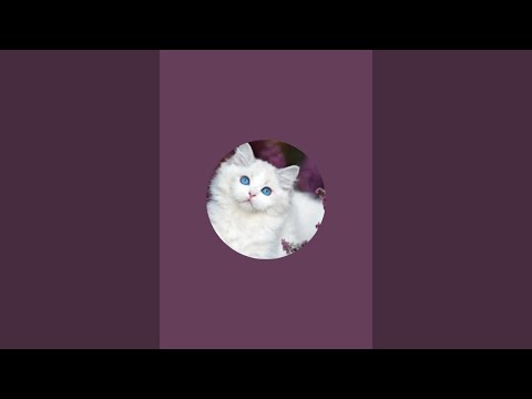Видео: Тати Таро в прямом эфире!