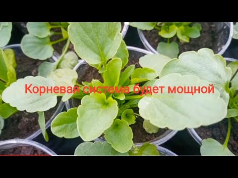 Видео: Пикировка Виолы(Анютиных глазок).Подробно с ответами на вопросы. Ошибки.