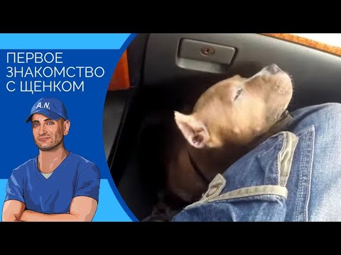 Видео: Первое знакомство с щенком и как правильно себя вести