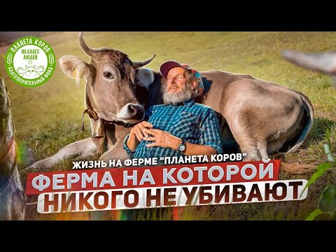 Видео: Жизнь экофермы ПЛАНЕТА КОРОВ | Планета коров на благо людей