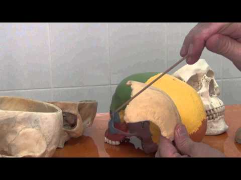 Видео: Теменная кость