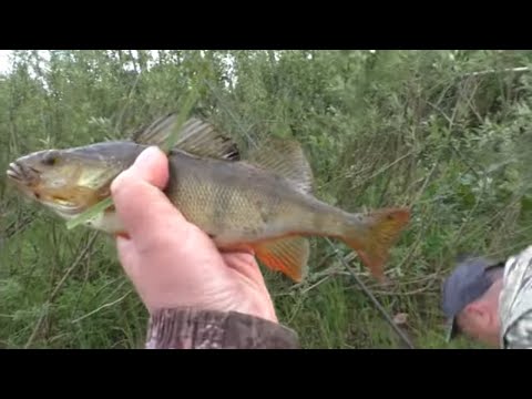 Видео: ЗА ОКУНЕМ на ЖИВЦА / НАШ УЛОВ ЗА два ЧАСА