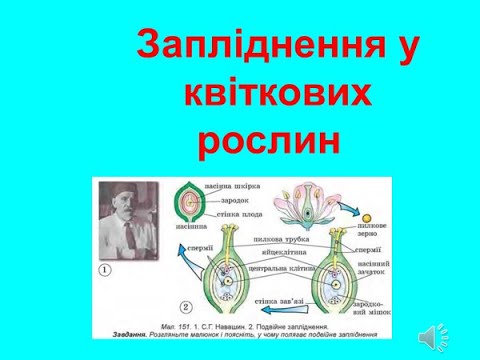 Видео: Запліднення у квіткових рослин