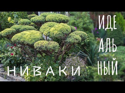 Видео: Как сделать идеальный ниваки