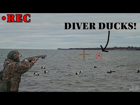 Видео: Охота на уток в заливе Чекуамегон