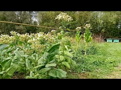 Видео: Табак Обзор и четыре причины сомнения ферментации табака.