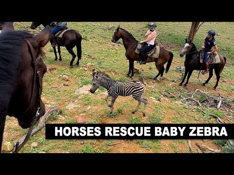 Видео: Лошадь и всадники спасают детеныша зебры во время нашего сафари на лошадях в Тули, Ботсвана, Африка.