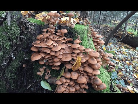 Видео: Готую у лісі (серія 18): ОСІННІ ОПЕНЬКИ/ ARMILLARIA MELLEA/ ASMR