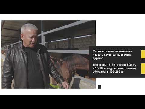 Видео: Откорм лошадей с применением гидропонного корма