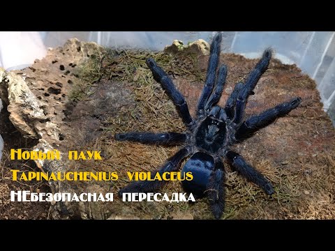 Видео: Новый паук Tapinauchenius violaceus и пересадка
