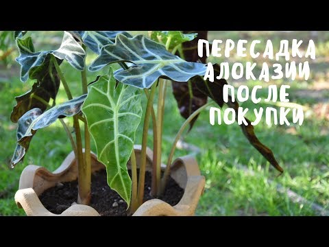 Видео: ПЕРЕСАДКА АЛОКАЗИИ. Мои цветы. Мой опыт.