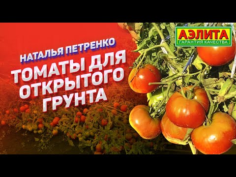 Видео: НАТАЛЬЯ ПЕТРЕНКО: Томаты для открытого грунта. Обзор