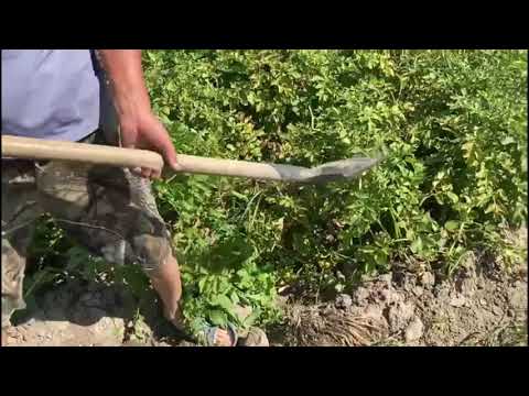 Видео: Картофель SORAYA NN (Сорая)-Урожай удался!