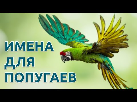 Видео: Имена для попугаев