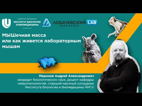 Видео: Лекция Андрея Миронова «МЫШечная масса или как живется лабораторным мышам»