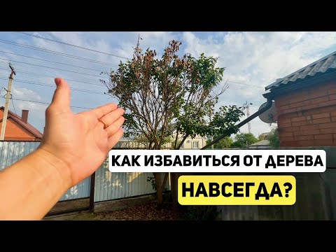 Видео: КАК ИЗБАВИТЬСЯ от дерева НАВСЕГДА?