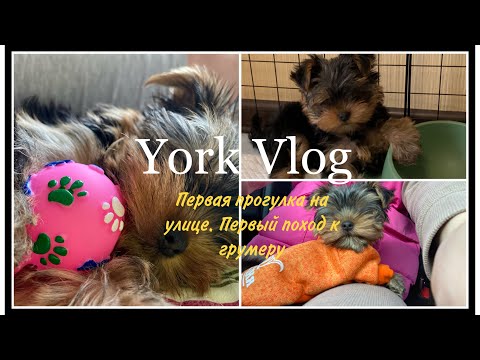 Видео: Йоркширский терьер мини. Первая прогулка на улице. Неудачный поход к грумеру. Собираемся к кинологу
