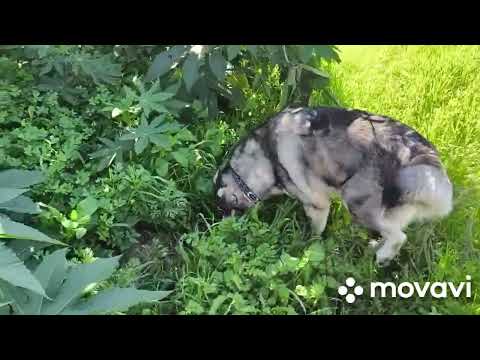 Видео: ВИДЕО СТРАШИЛКА, ОТ КОТОРЫХ ПОТОМ БОЛИТ ГОЛОВА🥺