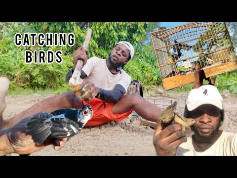 Видео: Gammer Cherry: Незабываемые впечатления от ловли птиц