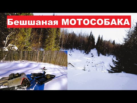 Видео: По бывшей УЖД . Для бешенной МОТОСОБАКИ 80 км. не круг.