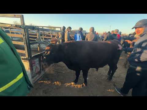 Видео: 5 ноября 2025 г. Хоразм шоват пир мол бозори катта хокиз нархлари 50 002,40,30 рек хизмати 