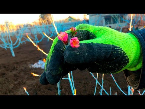 Видео: СПАСАЕМ ПЕРСИК ОТ МОРОЗА / ВЕСНА 2020 / how to save a peach from frost