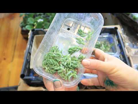 Видео: СУККУЛЕНТЫ на ПРОДАЖУ? НАДО - НЕ НАДО?